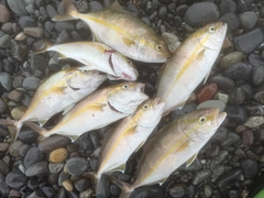 ショゴの釣果