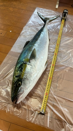 ブリの釣果