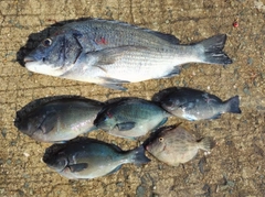 チヌの釣果