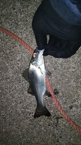 セイゴ（マルスズキ）の釣果