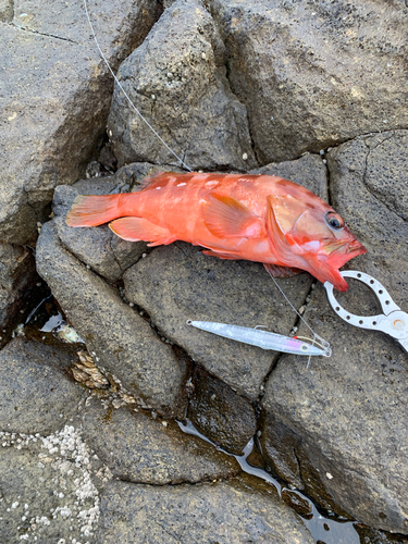 アカハタの釣果