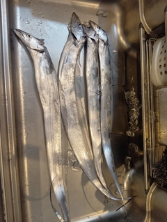 タチウオの釣果