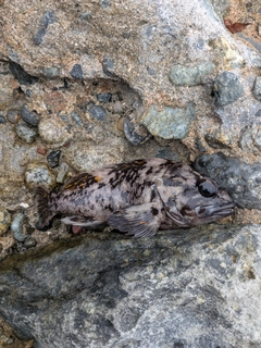 オウゴンムラソイの釣果