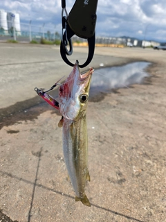 サゴシの釣果
