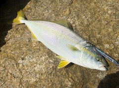 ワカシの釣果