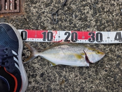 ショゴの釣果
