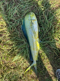 シイラの釣果