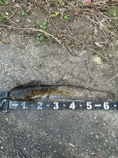 マナマズの釣果