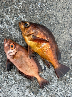 アカメバルの釣果