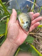 ブルーギルの釣果