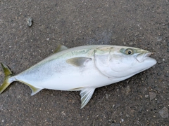 メジロの釣果