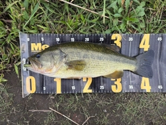 ラージマウスバスの釣果