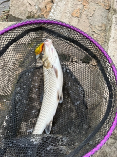 ニゴイの釣果