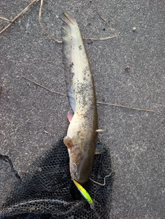 ナマズの釣果