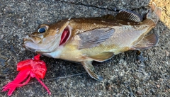 ガヤの釣果