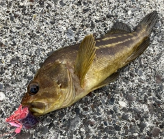 シマゾイの釣果