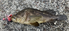 シマゾイの釣果