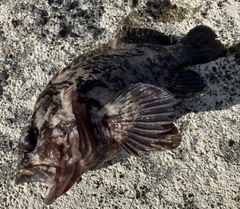 オウゴンムラソイの釣果