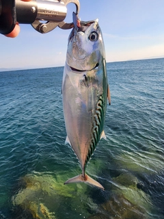 スマガツオの釣果