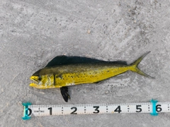 シイラの釣果