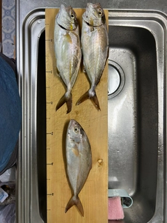 ショゴの釣果