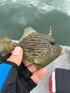 カワハギの釣果