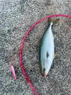 ヤズの釣果