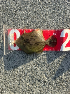 カワハギの釣果