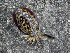 コウイカの釣果