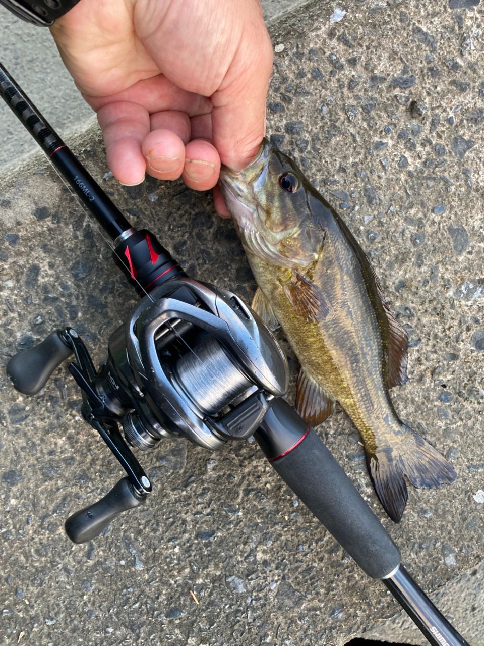 SHIMANO 20ゾディアス 166ML-2の最安値・インプレ・釣果 | 本音の