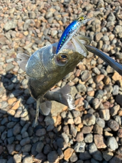 セイゴ（タイリクスズキ）の釣果