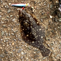 ソゲの釣果