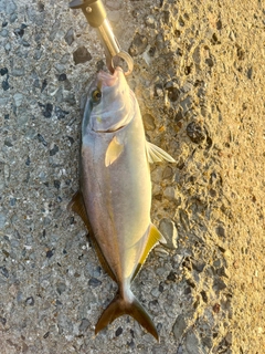 ネリゴの釣果