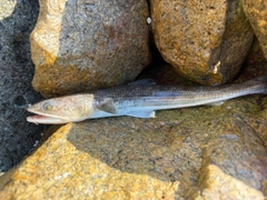 エソの釣果