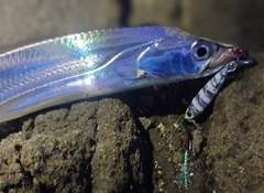 タチウオの釣果