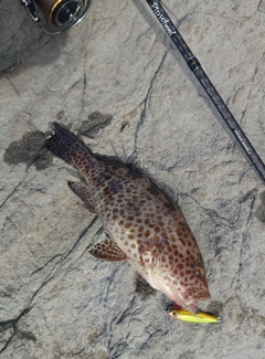 オオモンハタの釣果