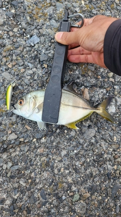 メッキの釣果
