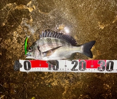 チヌの釣果