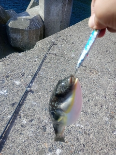 フグの釣果