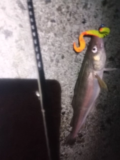 コマイの釣果