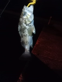 ソイの釣果