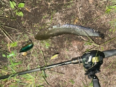 マナマズの釣果