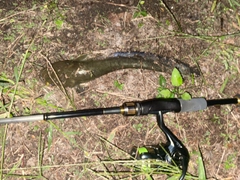 マナマズの釣果