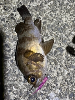 釣果