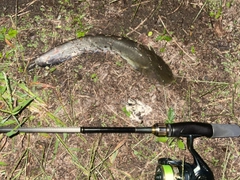 マナマズの釣果