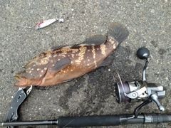 アコウの釣果