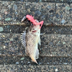 クロソイの釣果