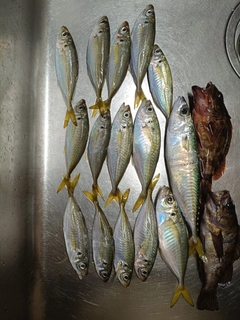 アジの釣果