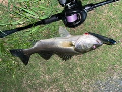 スズキの釣果