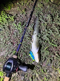 ナマズの釣果